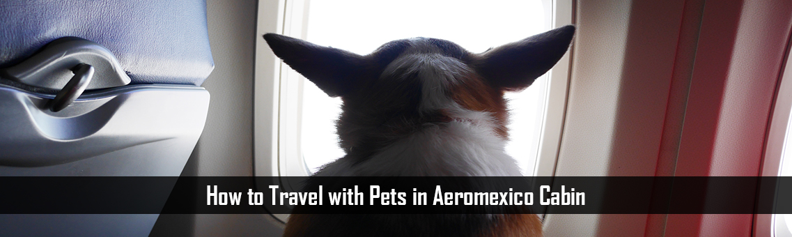How to Travel with Pets in Aeromexico Cabin