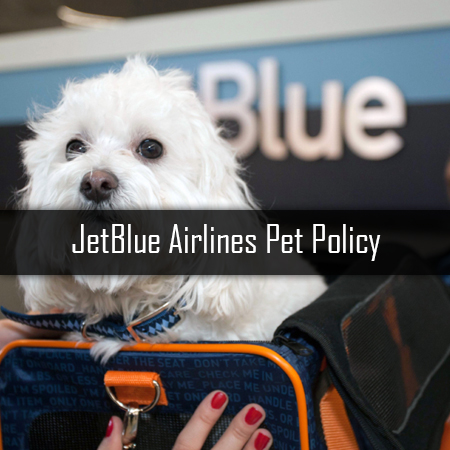 JetBlue-Airlines_Small1