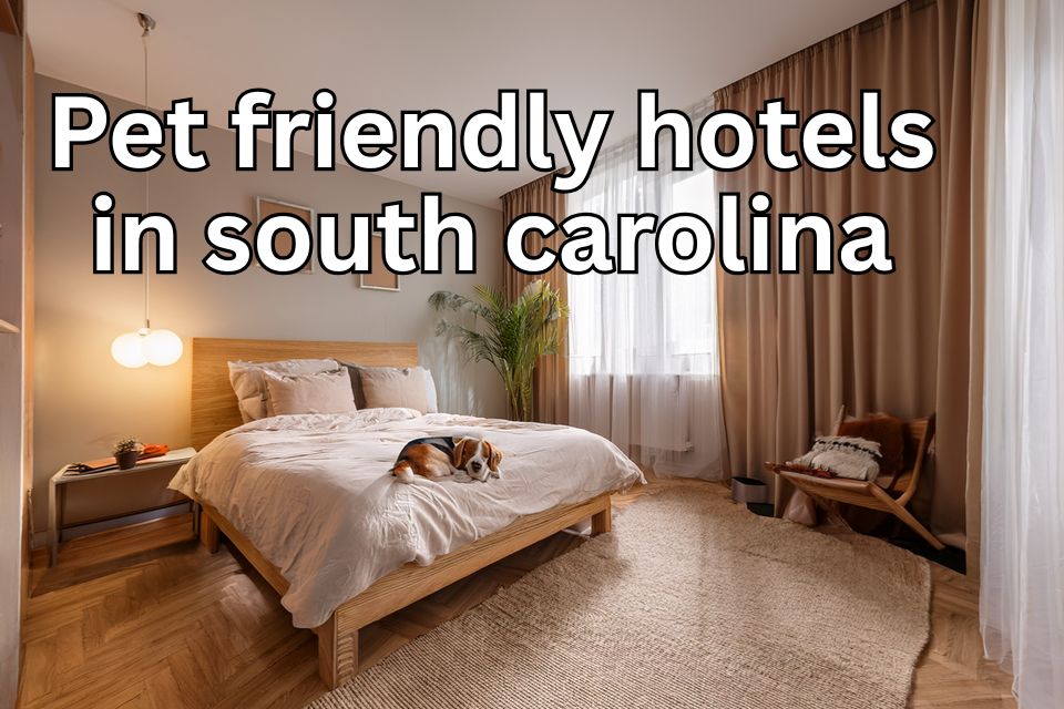 pet-friendly-hotels-in-south-carolina
