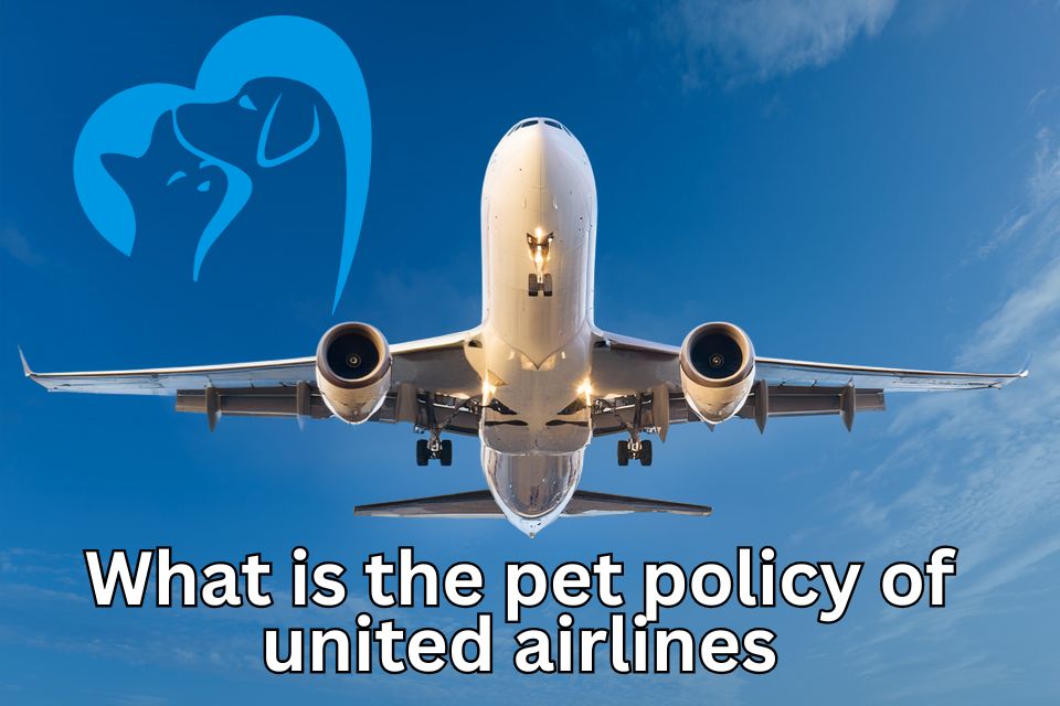 what-is-the-pet-policy-of-united-airlines