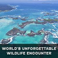 Enjoy the world's unforgettable wildlife encounter with travel expert